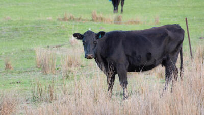Black Angus Rind